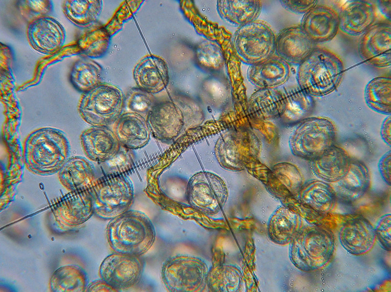 Trichia sp. e non solo...